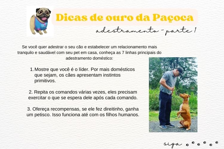 Dica Paçoca adestramento p1
